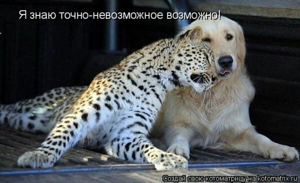 Свою тшцу на га ть тг