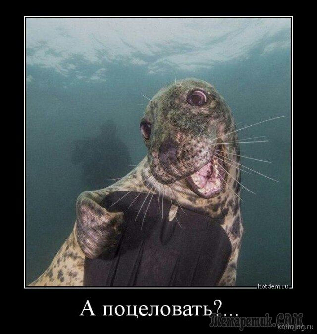 Ьошегп ш