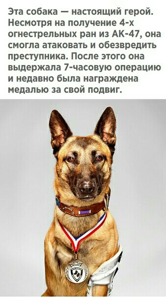 Эта собака настоящий герой Несмотря на получение 4 х огнестрельных ран из Ак 47 она смогла атаковать и обезвредить преступника После этого она выдержала 7часовую операцию и недавно была награждена медалью за свой подвиг