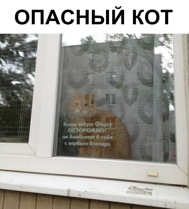 ОПАСНЫИ КОТ