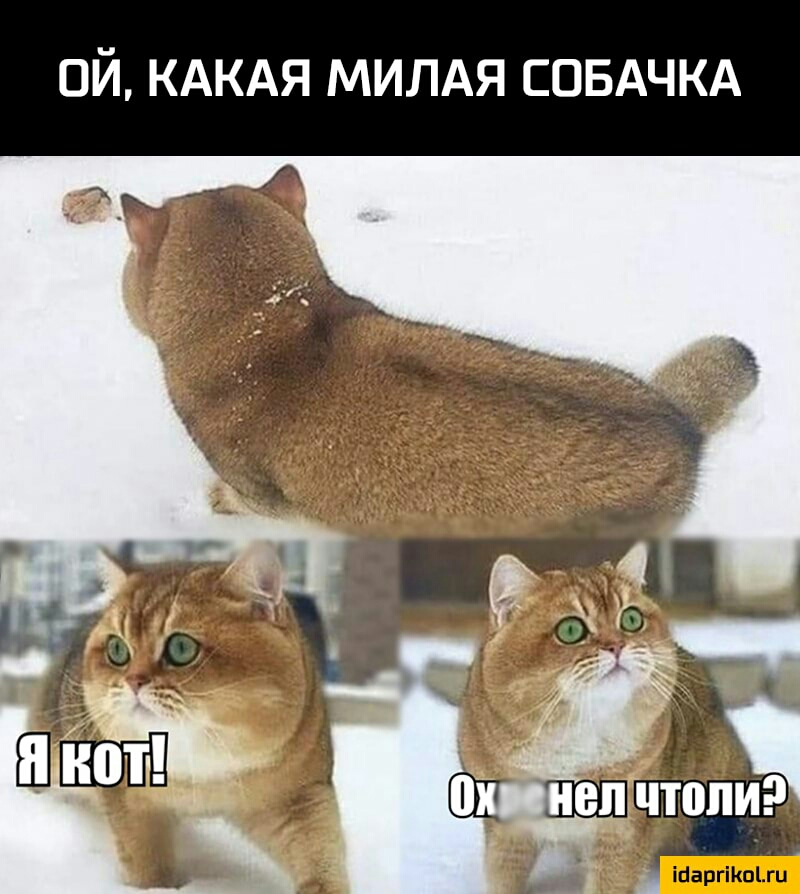 ОЙ КАКАЯ МИЛАЯ СОБАЧКА _Ъ В Шаргіішіш