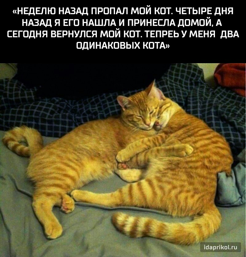 НЕДЕЛЮ НАЗАД ПРППАЛ МПЙ КОТ ЧЕТЫРЕ ДНЯ НАЗАД Я ЕГП НАШЛА И ПРИНЕЕЛА ДОМОЙ А СЕГОДНЯ ВЕРНУЛСЯ МПЙ КОТ ТЕПРЕЬ У МЕНЯ ДВА ПДИНАКПВЫХ КОТА іЦаргіКп1ги