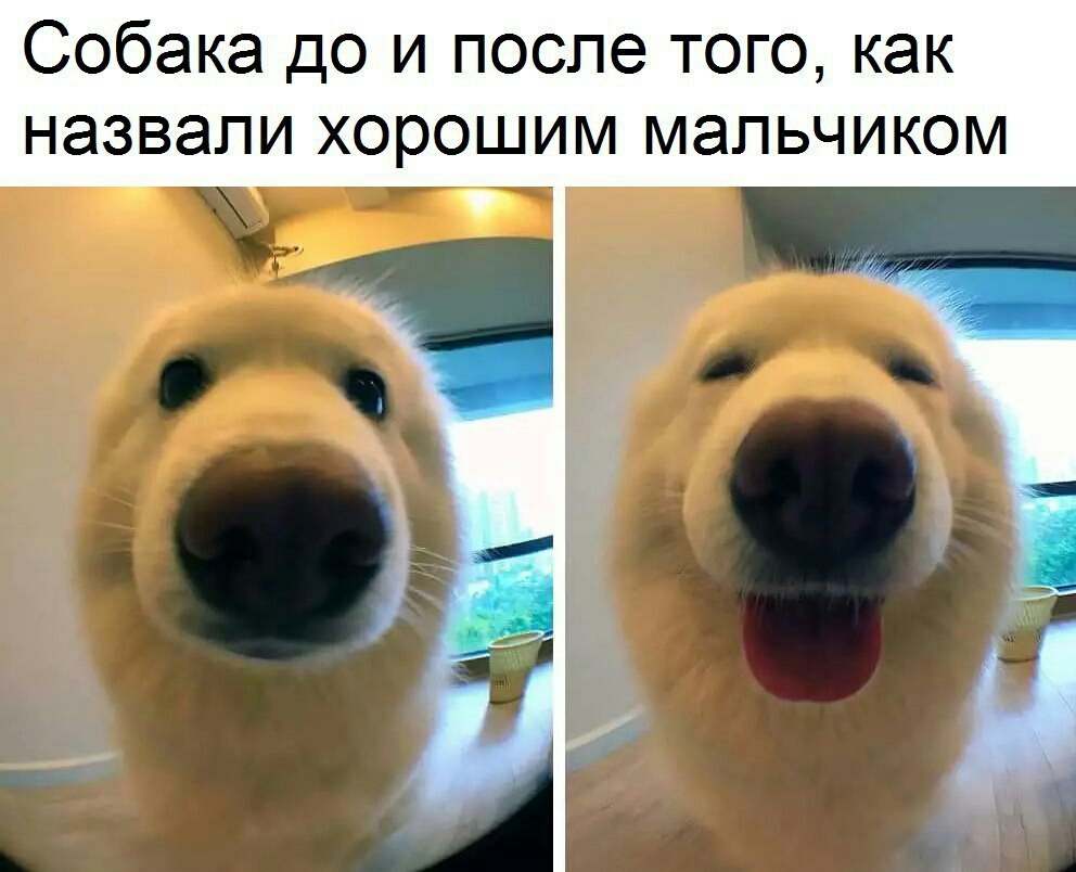 Собака до и после того как назвали хорошим мальчиком