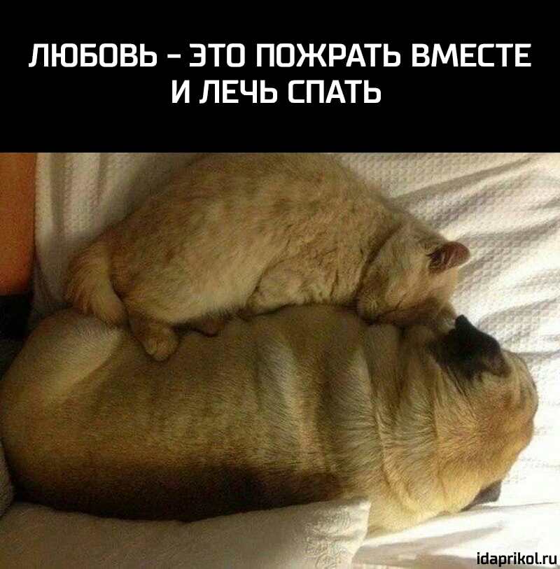 ЛЮБОВЬ ЭТО ПОЖРАТЬ ВМЕСТЕ И ЛЕЧЬ СПАТЬ ійаргіКпЫц