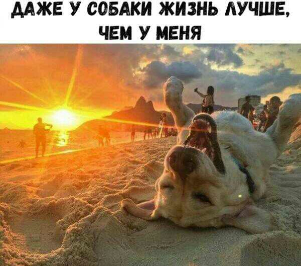 ДАЖЕ У СОБАКИ ЖИЗНЬ АУЧШЕ ЧЕМ У МЕНЯ