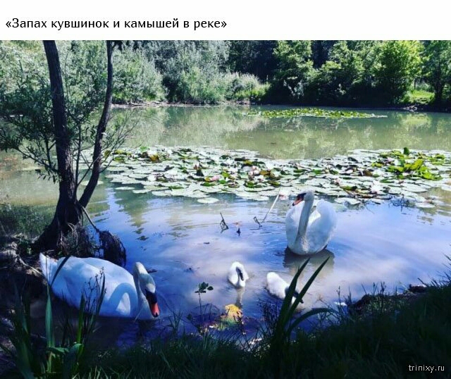 Запах кувшинок и камышей в реке