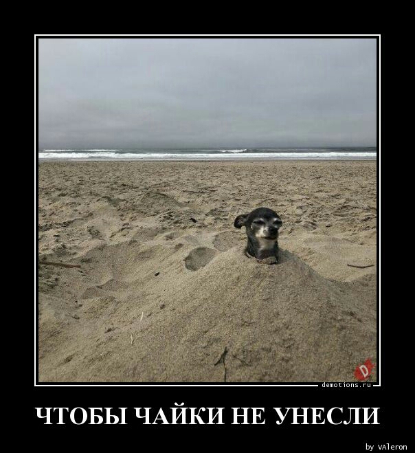ЧТОБЫ ЧАЙКИ НЕ УНЕСЛИ