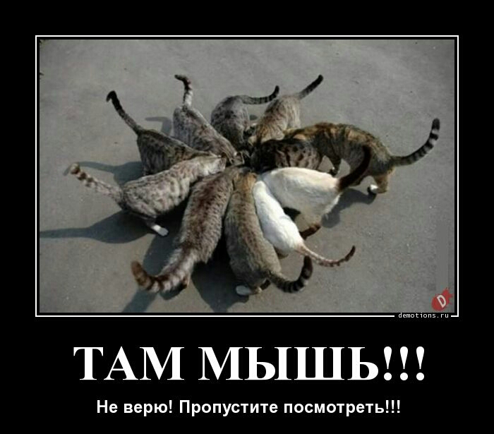 ТАМ МЫШЬ Не верю Пропустите посмотреть