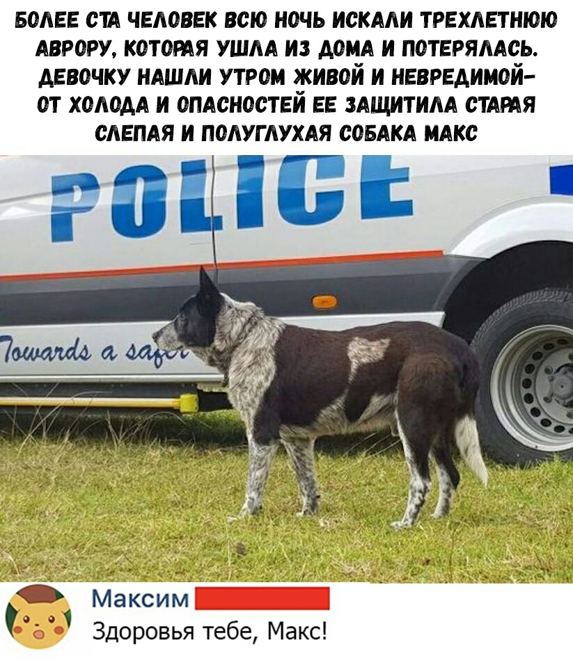 БОЛЕЕ СТА ЧЕЛОВЕК ВСЮ НОЧЬ ИСКАЛИ ТРЕХЛЕТНЮЮ АВРОРУ КОТОРАЯ УШЛА ИЗ ДОМА И ПОТЕРЯЛАСЬ ДЕВОЧКУ НАШЛИ УТРОМ ЖИВОЙ И НЕВРЕДИМОЙ ОТ ХОЛОДА И ОПАСНОСТЕЙ ЕЕ ЗАЩИТИЛА СТАРАЯ СЛЕПАЯ И ПОЛУГЛУХАЯ СОБАКА МАКС Максим Здоровья тебе Макс