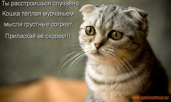 Ты раостроишься случайна Кошка тёплая мурчаньем мысли грустные вогреег Припаскай её скорееш