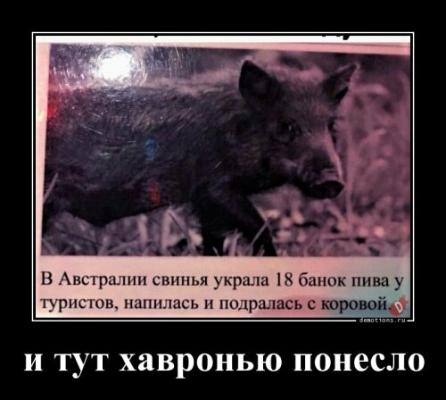 В Австралии свинья укр ша 18 банок пива у туристов напшшсь н подрались с тропой И ТУТ ХЯВРОНЬЮ понесло
