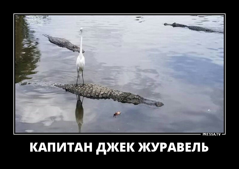 тззми КАП ИТАН дЖЕК ЖУРАВ ЕЛ Ъ