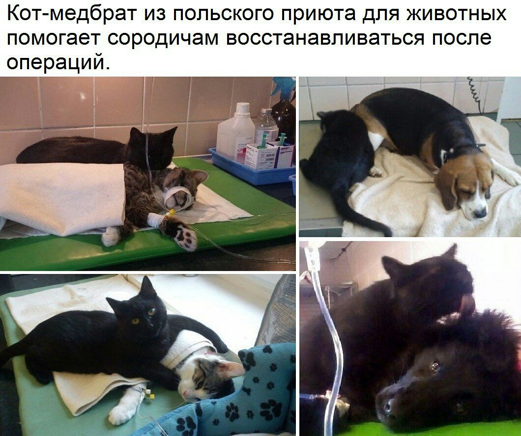 Котмедбрат из польского приюта для животных помогает сородичам восстанавливаться после операций