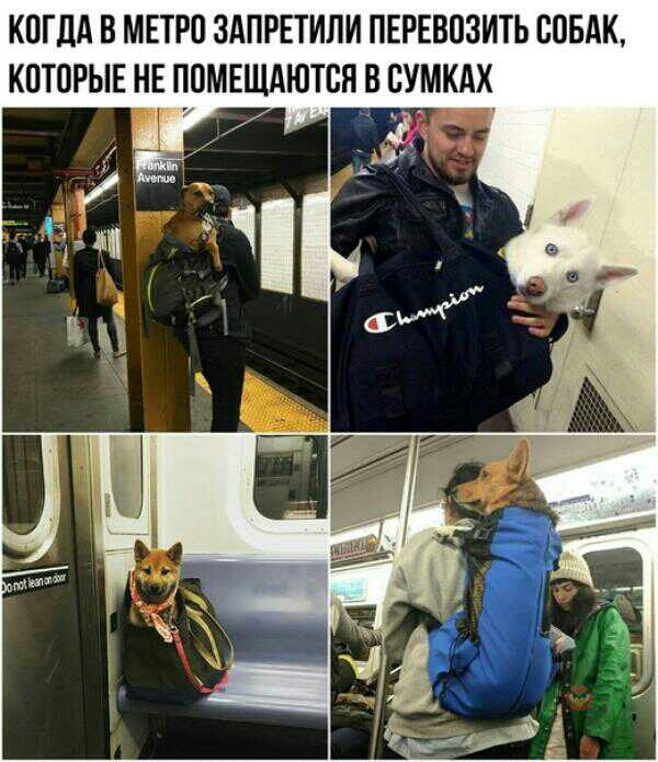 КОГДА В МЕТРО ЗАПРЕТИПИ ПЕРЕВОЗИТЬ СОБАК КОТОРЫЕ НЕ ПОМЕЩАЮТОН В СУМКАХ