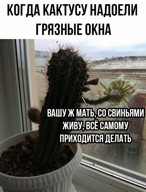 КОГДА КАКТУБУ НАДПЕЛИ ГРНЗНЫЕ ОКНА і я ВАШУ Ж МАТЬ 80 СВИНЬЯМИ и живу ВСЁ сдмпму ПРИХОДИТВЯ ДЕЛАТЬ