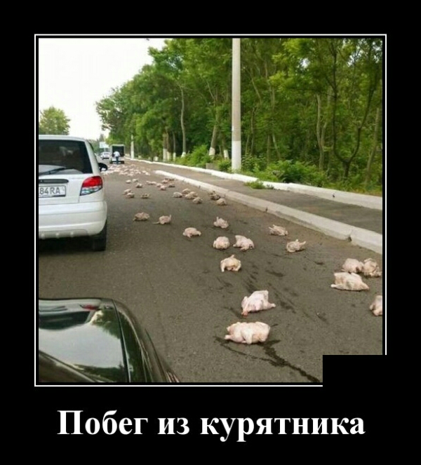Побег из курятника