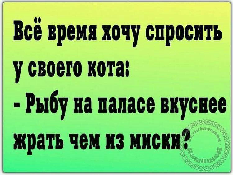 Всё время хочу спросить у своего кота Рыбу на полосе вкуснее 1 жрать чем из миски