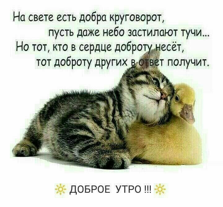 На свете есть добра круговорот пусть даже небо застилают тучи Но тот кто в сердце добро ДОБРОЕ УТРО