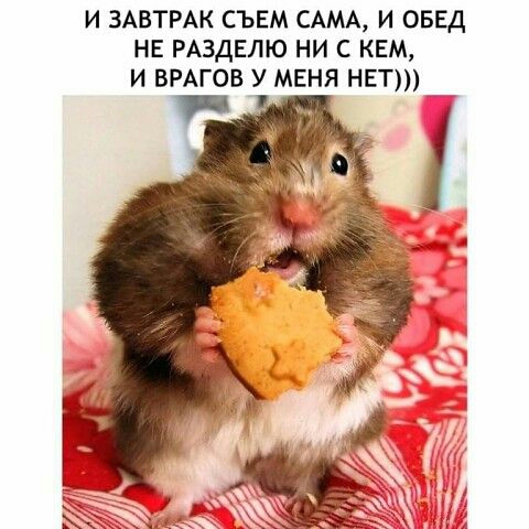 и ЗАВТРАК съвм САМА и ОБЕД нв РАЗДЕЛЮ ни с кем и ВРАГОВ у меня НЕТ