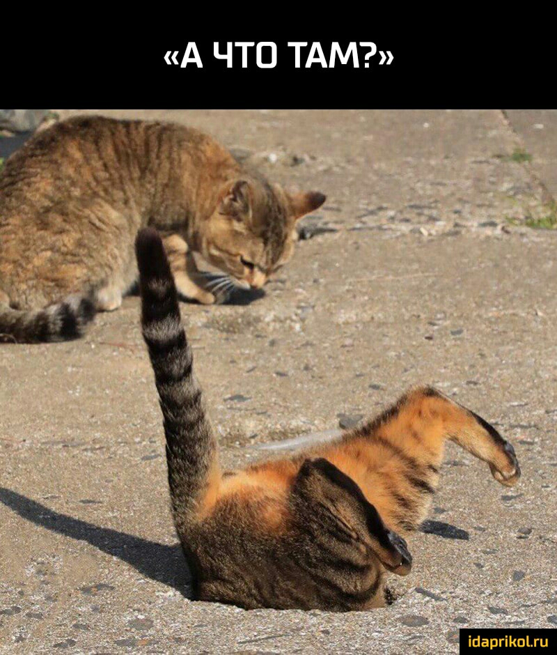 А ЧТО ТАМ іааргііюіхи