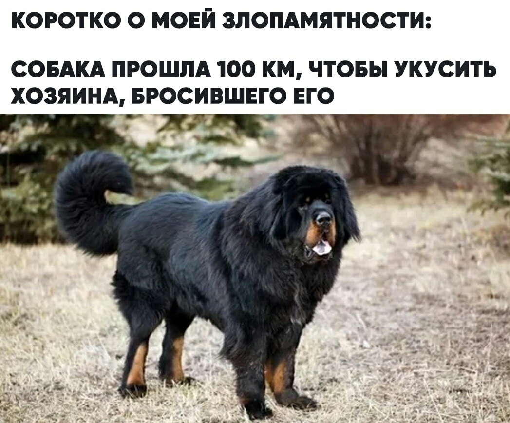 КОРОТКО О МОЕЙ ЗЛОПАМЯТНОСТИ СОБАКА ПРОШЛА 100 КМ ЧТОБЫ УКУСИТЬ ХОЗЯИНА БРОСИВШЕГО ЕГО