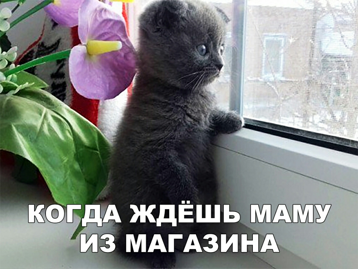 ШЗ МАГАЗИЖ