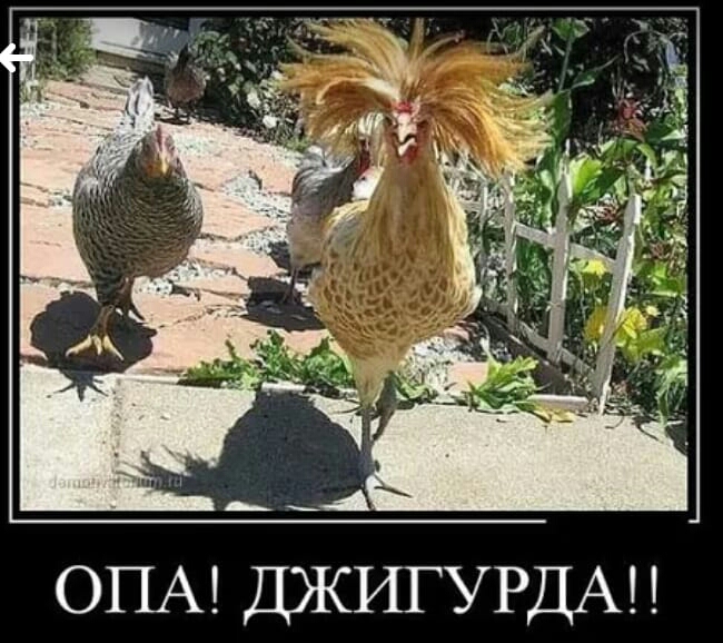 ОПА ДЖИГУРДА