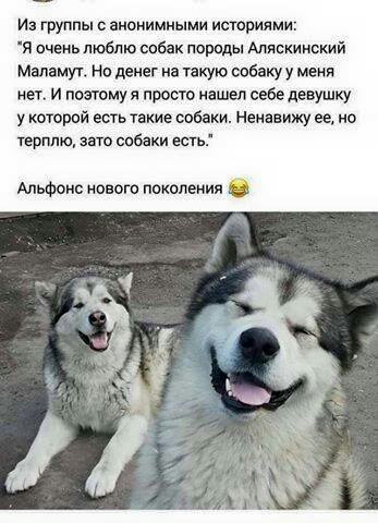Из группы анонимными историями я очень люблю спбак парады Аляскинский Маламуто Но денег на такую собаку у меня нет и поэтому я просто нашел себе девушку у которой есть такие собаки Ненавижу ее но герплю зато спбаки есть Альфонс нового поколения