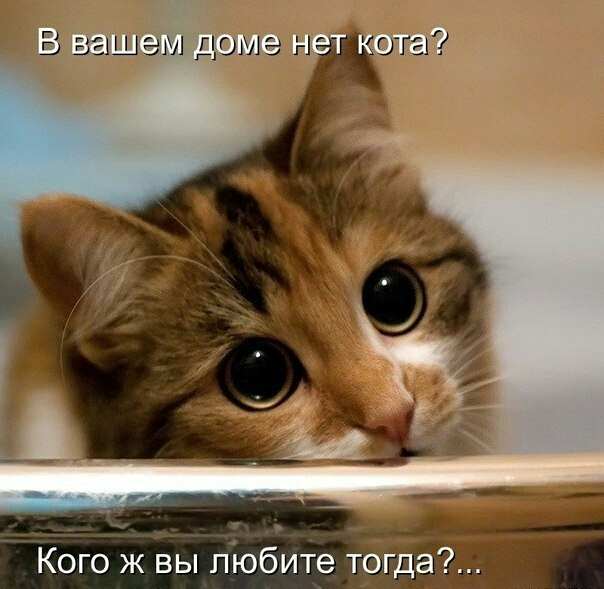 Кого ж вы любите тогда