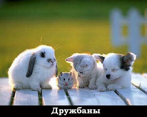 Дружбаны