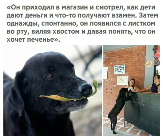 Он приходил в магазин и смотрел как дети дают деньги и что то получают взамен Затем однажды спонтанно он появился с листком во рту виляя хвостом и давая понять что он хочет печенье