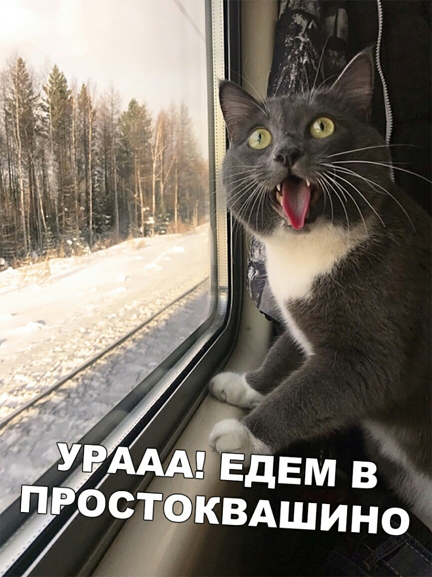 Кот в поезде