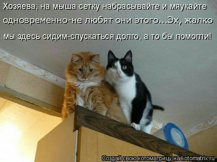 Коти на щышп сетку набрасыыйіте ип ищите одновременно не любят они этап ОЭх жалко мы десь сщшщпушться дапщ та бы помогли