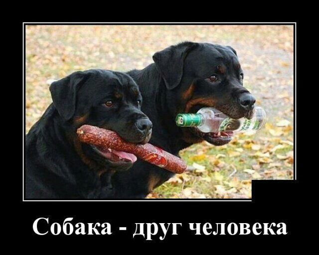 Собака друг человека