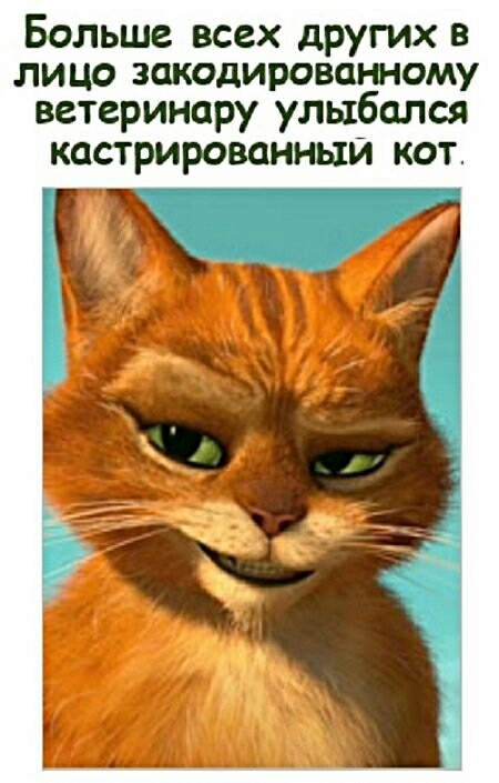 Больше всех других в лицо закодированному ветеринару улыбался кастрированныи кот