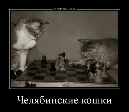 ммм ш Челябинские кошки