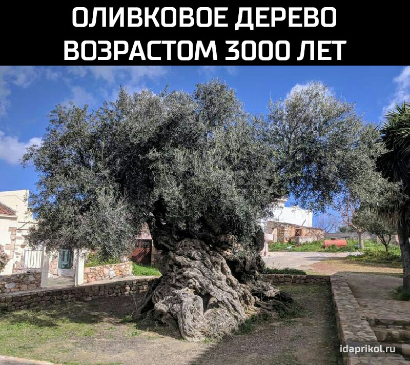 ОЛИВКОВОЕ ДЕРЕВО ЁОЗРАСТОМ 3000 ЛЕТ іыіргшвии _
