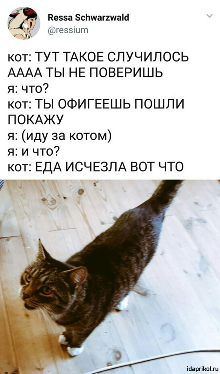Кезза ЗсЬшагишаш 7 геззіцт кот ТУТ ТАКОЕ СЛУЧИЛОСЬ АААА ТЫ НЕ ПОВЕРИШЬ я что кот ТЫ ОФИГЕЕШЬ ПОШЛИ ПОКАЖУ я иду за котом я и что кот ЕДА ИСЧЕЗЛА ВОТ ЧТО ЁЁ 3 93 іааргіКпіш