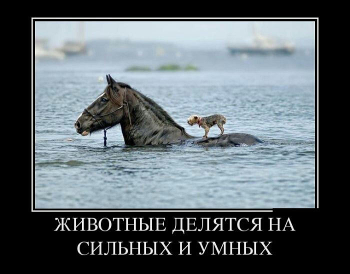 ЖИВОТНЫЕ ДЕЛЯТСЯ НА СИЛЬНЫХ И УМНЫХ