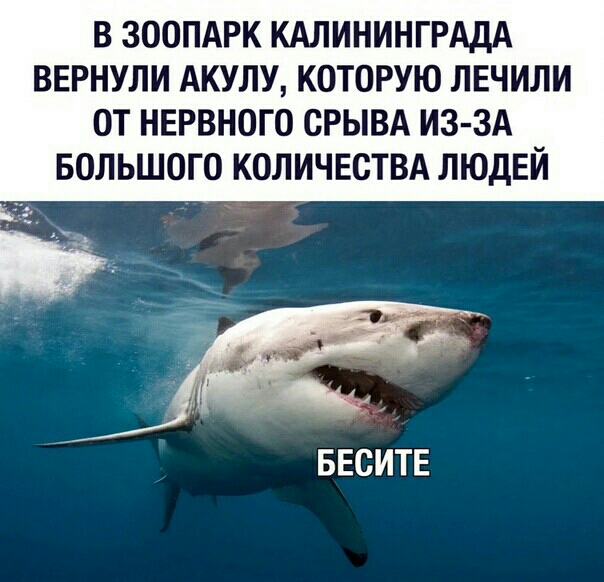 ВЗООПАРККАЛИНИНГРАДА ВЕРНУЛИ АКУЛУ КОТОРУЮ ЛЕЧИЛИ ОТ НЕРВНОГО СРЫВА ИЗ ЗА БОЛЬШОГО КОЛИЧЕСТВА ЛЮДЕЙ БЕСИТЕ