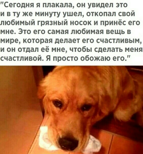 Сегодня я плакала он увидел это и вту же минуту ушел откопал свой любимый грязный носок и принёс его мне Это его самая любимая вещь в мире которая делает его счастливым и он отдал её мне чтобы сделать меня частливой Я просто обожаю его