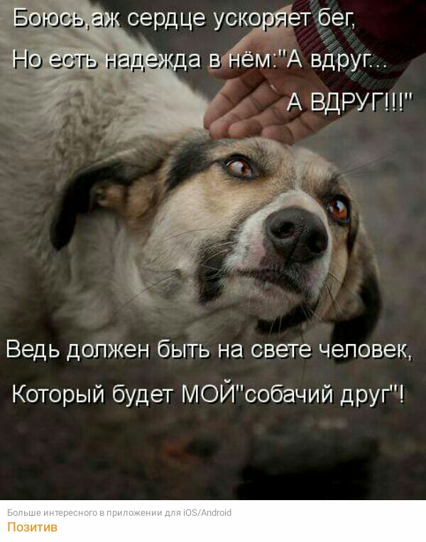 сердце УЁСЁТ бег лав ём5А вдруг А ВДРУГ Ведь ДОЛЖЭН бЫТЬ на свете человек Который будет МОЙсобачий друг