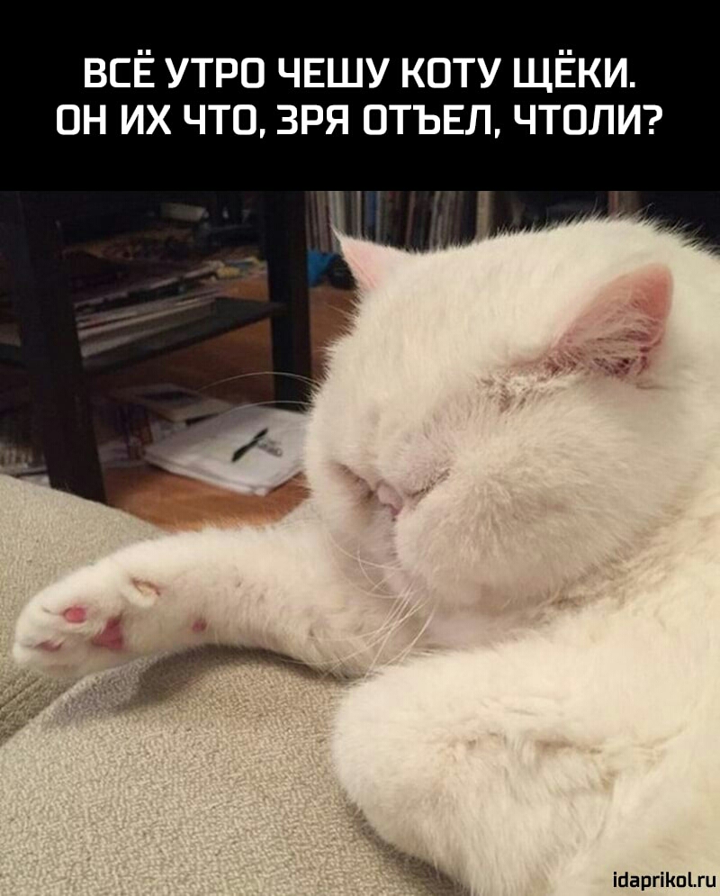 ВСЁ утро чвшу коту щёки он их что зря аты л чтолит Ж ійаргіКпЫц