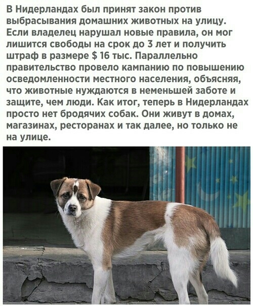 В Нидерландах был принят закон против выбрасывания домашних животных на улицу Если владелец нарушал новые правила он мог пишится свободы на срок до 3 лет и получить штраф в размере 16 тыс Параллельно правительство провело кампанию по повышению осведомленности местного населения объясняя что животные нуждаются в неменьшей заботе и защите чем люди Как итог теперь в Нидерландах просто нет бродячих со