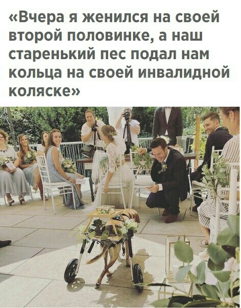 Вчера я женился на своей второй половинке а наш старенький пес подал нам кольца на своей инвалидной коляске