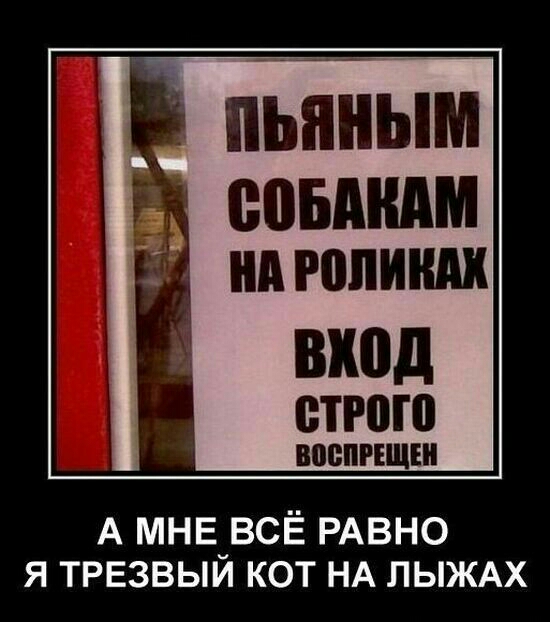 вход строю А мнв_всЁ РАВНО я ТРЕзвыи кот НА ЛЫЖАХ