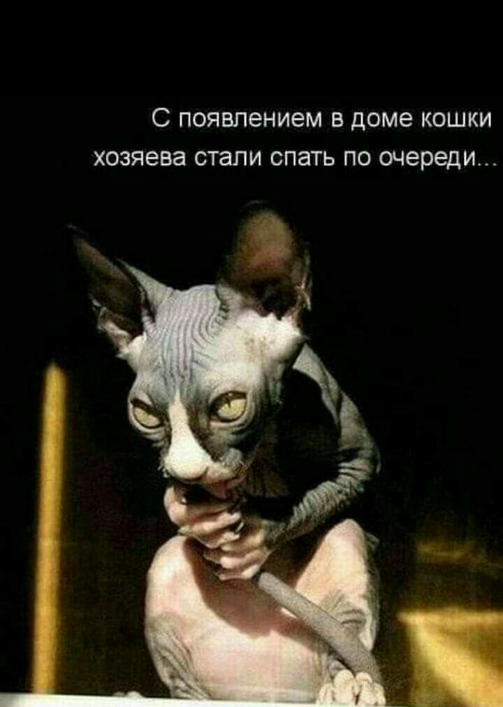 С появлением В ДОМе КОШКИ хозяева стали СПЭТЬ ПО очереди