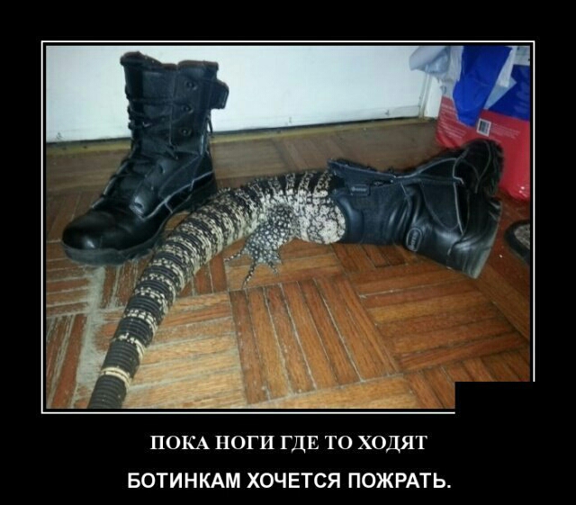 ПОКА НОГИ ГДЕ ТО ХОДЯТ БОТИНКАМ ХОЧЕТСЯ ПОЖРАТЬ