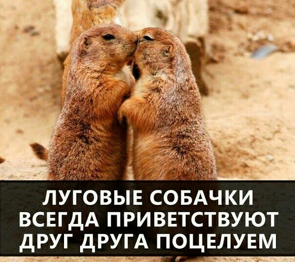 945 с луговыв СОБАЧКИ ВСЕГДА приветствуют друг дРУГА п_оцвлувм