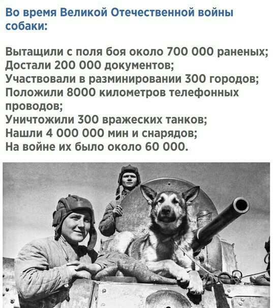 Во время Великой Отечественной войны собаки Вытащили с поля боя около 700 ООО раненых достали 200 000 документов Участвовали в разминировании 300 городов Положили 8000 километров телефонных проводов Уничтожили 300 вражеских танков Нашли 4 ООО 000 мин и снарядов На войне их было около 60 000
